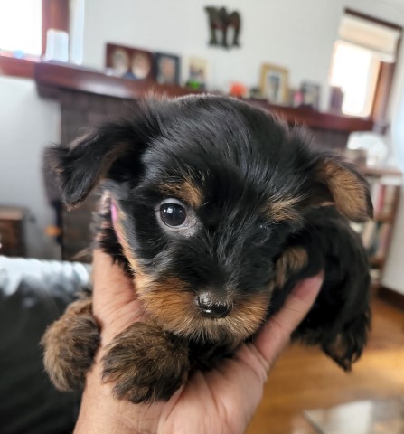 Yorkshire Terrier Puppies  for sale