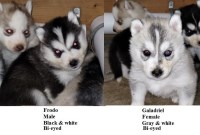 AKC CH Line Siberian husky puppies Siberian Husky for sale/adoption
