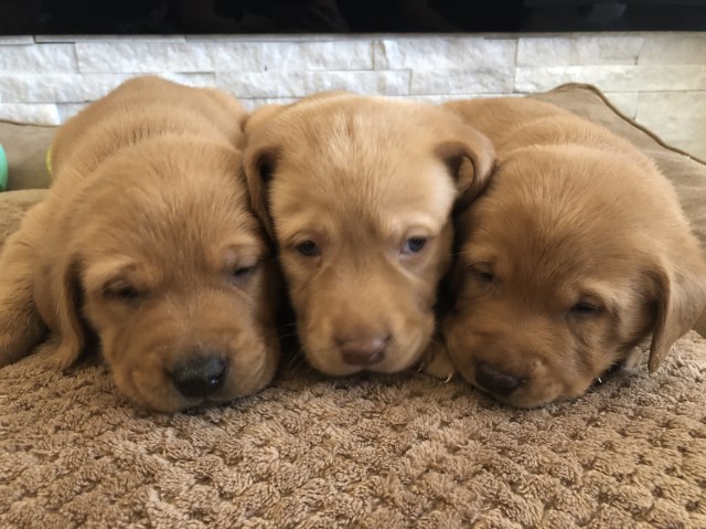 AKC Registered Yellow Labrador Retriever Puppies
