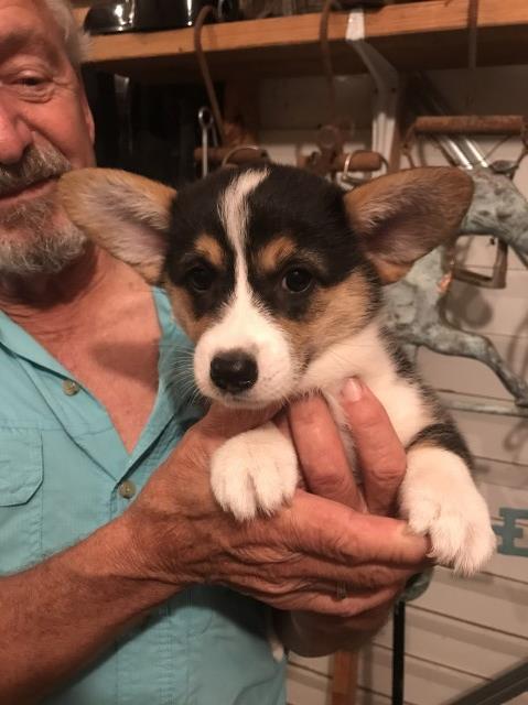 Pembroke Welsh Corgi puppy for sale + 62311