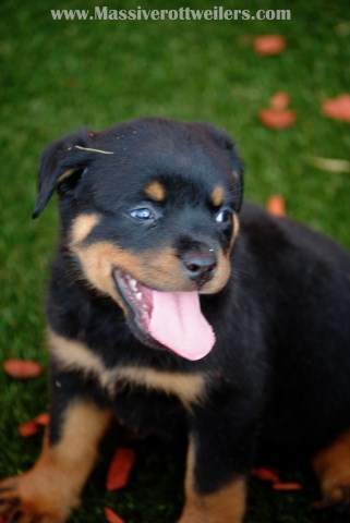 Rottweiler puppy for sale + 58050