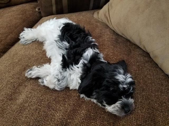 Havanese puppy for sale + 54112