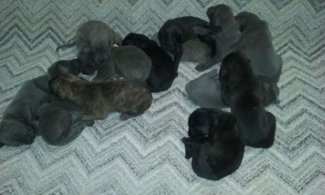 Great Dane puppies