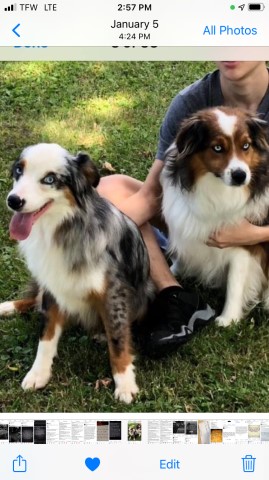 Beautiful Mini Aussie will be here 7/2/2021