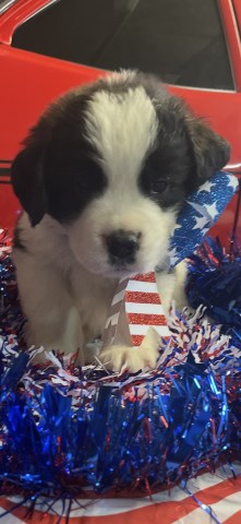 Saint Bernard puppy for sale + 66637