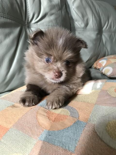 Pomeranian puppy for sale + 62404