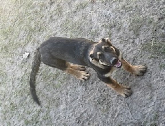 German Shepard puppy(femal)