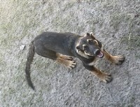 German Shepard puppy(femal) German Shepherd Dog for sale/adoption