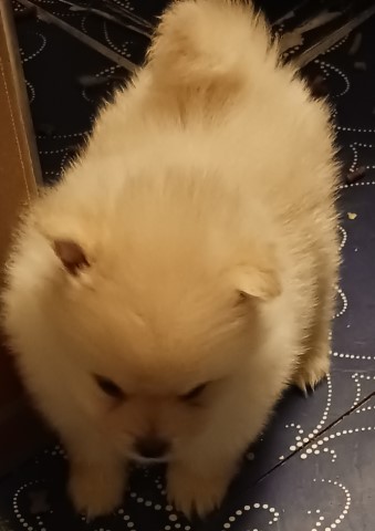 Pomeranian puppy for sale + 64519