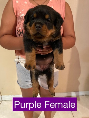 Rottweiler puppy for sale + 63650