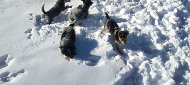 Heeler pups for sale