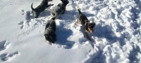 Heeler pups for sale Australian Cattle Dog for sale/adoption