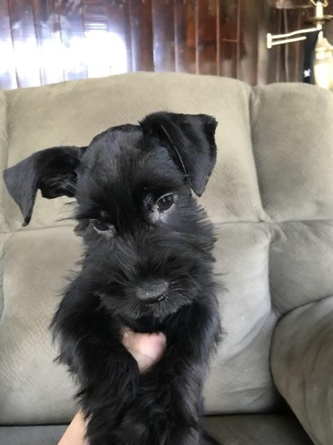 Standard Schnauzer puppy for sale + 56353