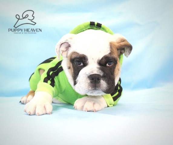 English Bulldog puppy for sale + 61142