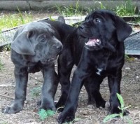 Beautiful Cane Corsos available!! Cane Corso for sale/adoption