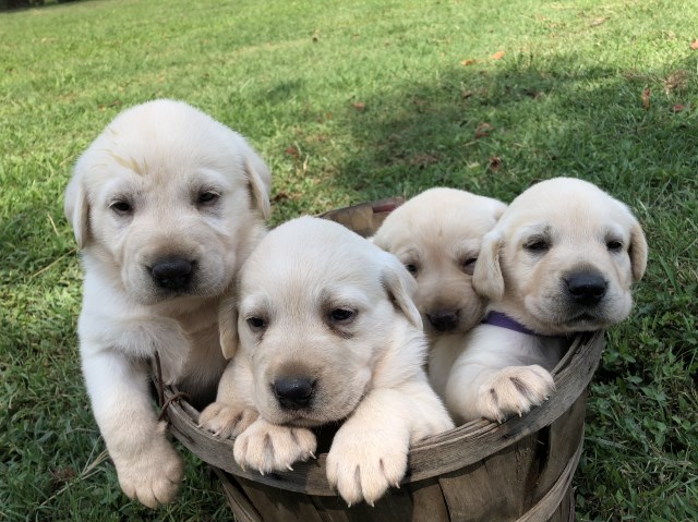 AKC Registered Yellow Lab puppies. Ready today!!