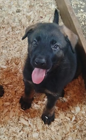 German Shepherd Dog puppy for sale + 67162
