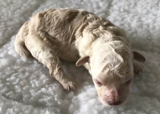 AKC Toy Poodle Puppy with Championship Bloodlines