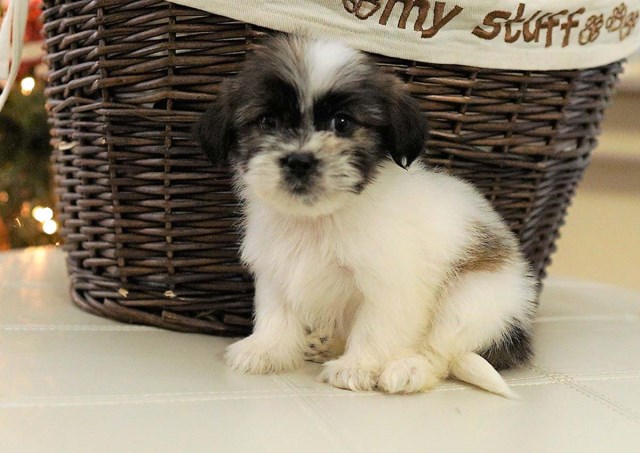 Shih Poo puppy for sale + 59591