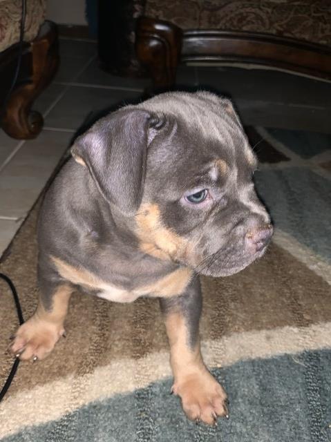 American Pit Bull Terrier puppy for sale + 58134