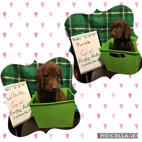 Labrador Retriever puppy for sale + 59600