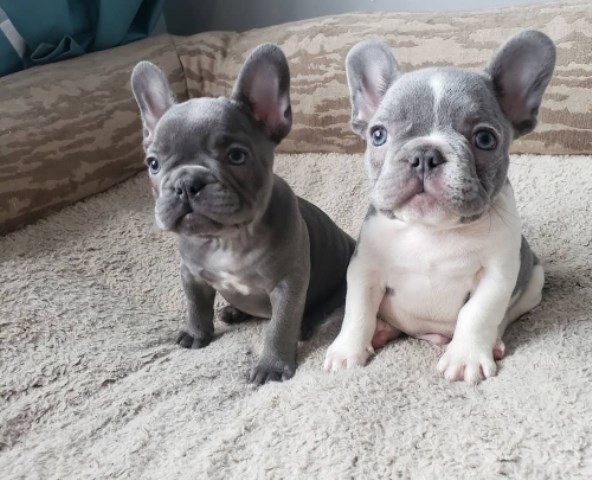 Male and Female Trained French Bulldog Puppies