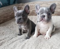 Male and Female Trained French Bulldog Puppies French Bulldog for sale/adoption