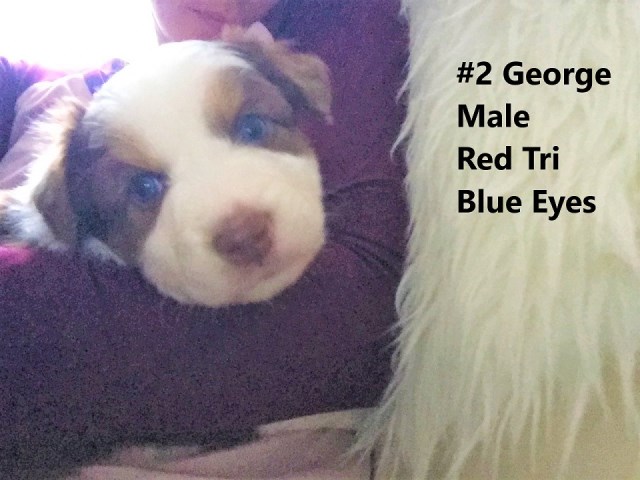 Blue Eyed Red-Tri Male Australian Shepherd