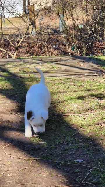 Siberian Husky puppy for sale + 67042