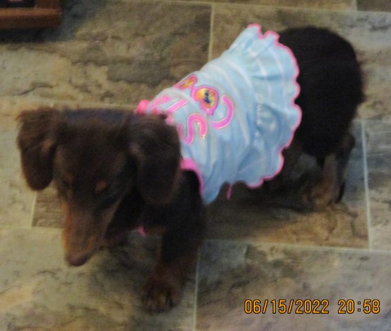 Dachshund puppy for sale + 63899