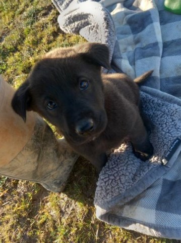 Cute Chow Chow and German Shepherd Mix