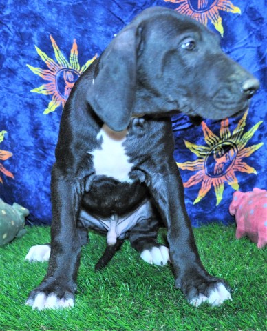 AKC Great Dane male puppy ***REDUCED*** White collar