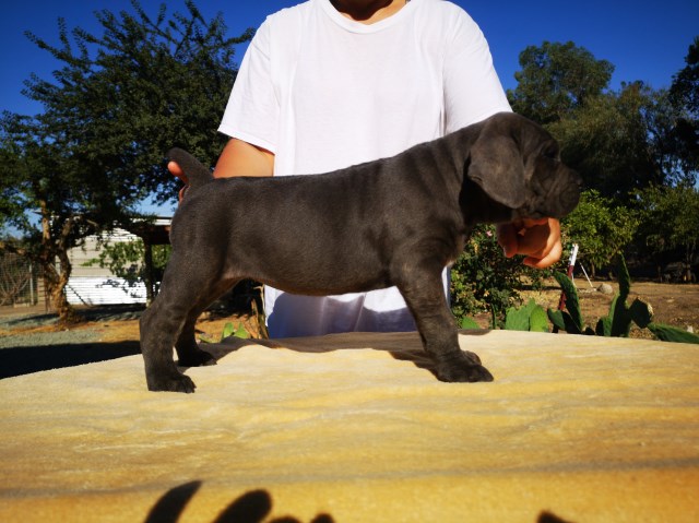 Cane Corso puppy dog for sale in Porterville, California