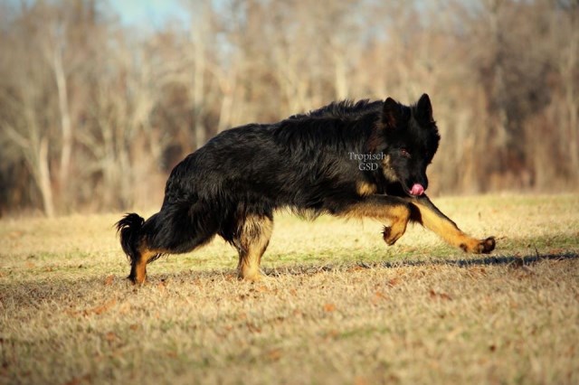 German Shepherd Dog puppy for sale + 59720
