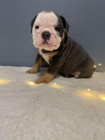 English Bulldog puppy