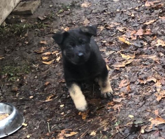 German Shepherd Dog puppy for sale + 61217