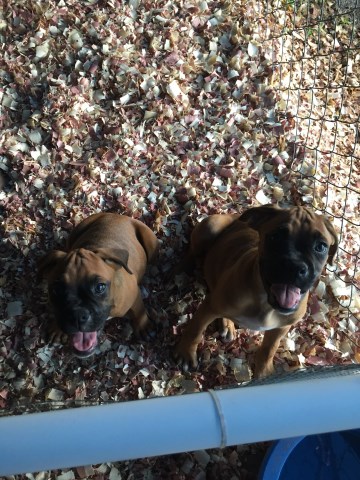 Boxer Puppies for Sale