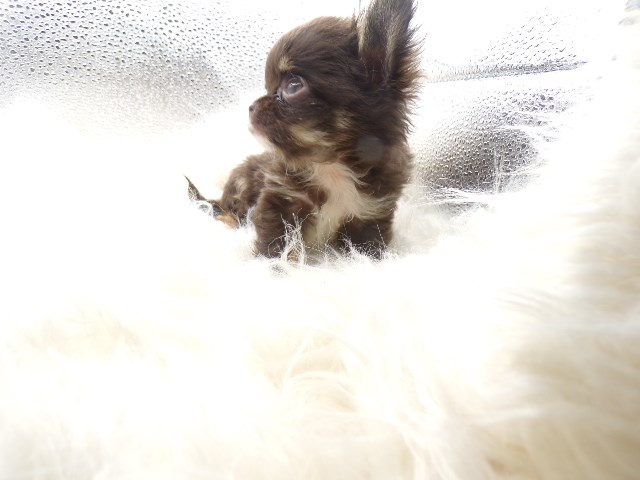 Chihuahua puppy for sale + 66480