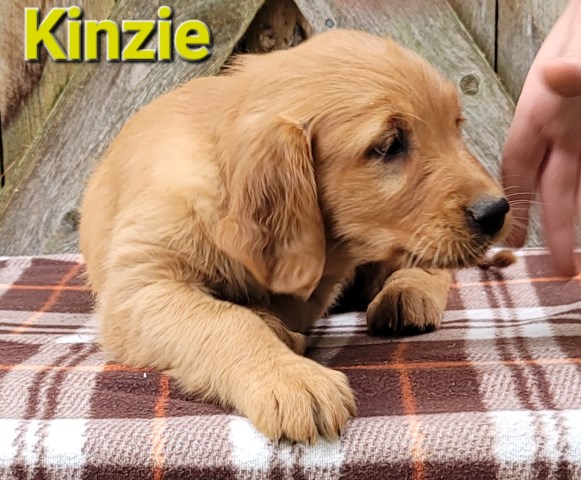 Golden Retriever puppy for sale + 65163