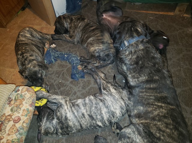 Mastiff puppy for sale + 64280