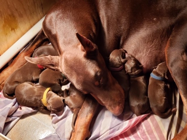 Red doberman puppies for sale