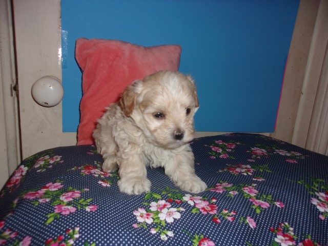 morkie poo puppies creme delights and one black-gold ready soon.
