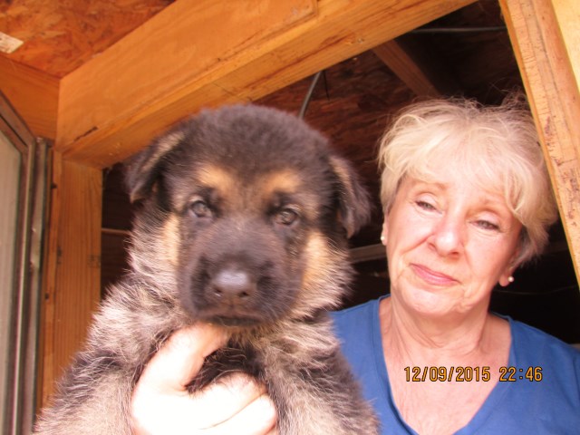 German Shepherd Dog puppy for sale + 49061