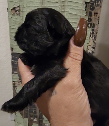 Shih Tzu puppy for sale + 64166