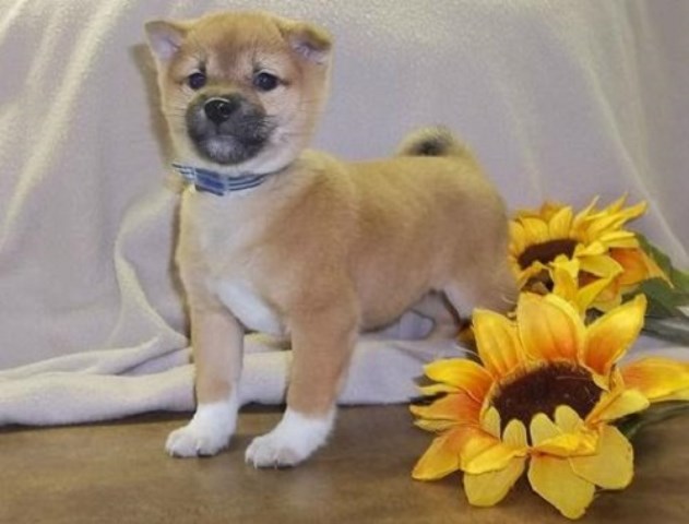 Shiba Inu Puppy Dog For Sale In San Antonio Tx Texas