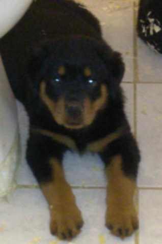 Rottweiler puppy for sale + 58065