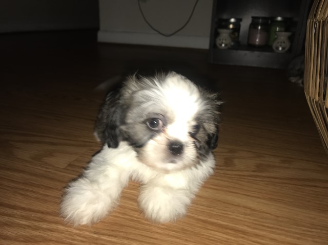 Shih Tzu puppies males