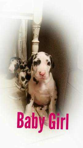 Great Dane puppy for sale + 54564