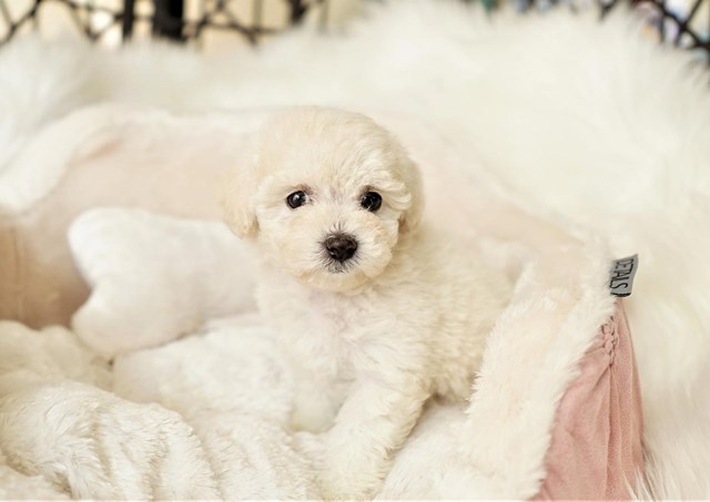 Holly the Maltipoo