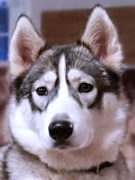 Siberian Husky puppy for sale + 61995